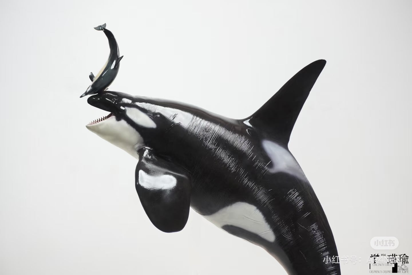 ReLife orca