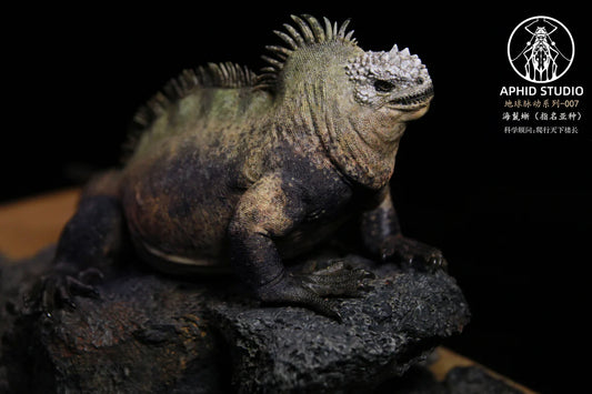 APHID STUDIO Marine iguana Model