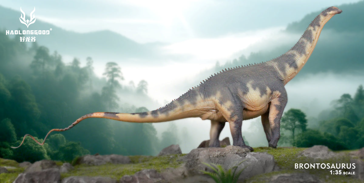 Brontosaurus Labeled Model HAOLONGGOOD 1:35 Scale Brontosaurus Model – Paleo Art Store