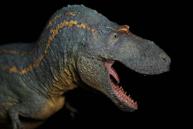 SHOWANNA 1/15 Scale Albertosaurus  Model