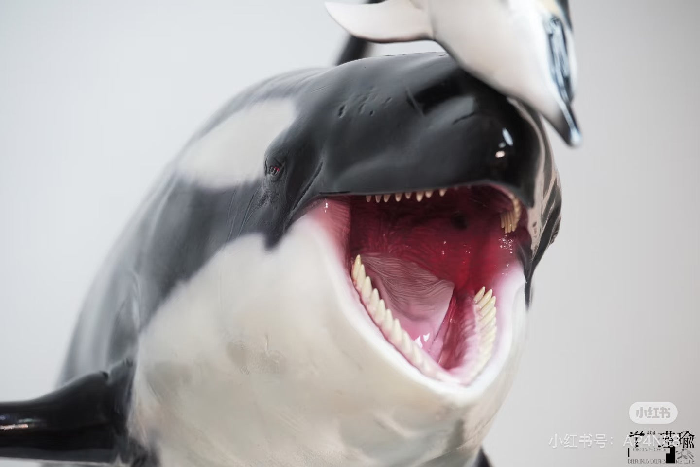 ReLife orca